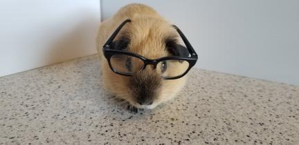Cali Boar in Glasses  2026-08-3